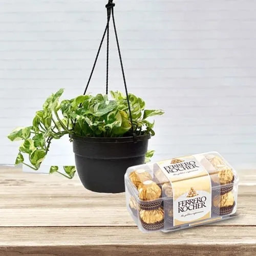 Attractive Home Decor Hanging Money Plant with Ferrero Rocher Chocolates