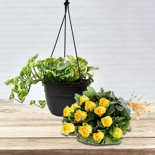 Exotic Arrangement of Yellow Roses with Hanging Money Plant