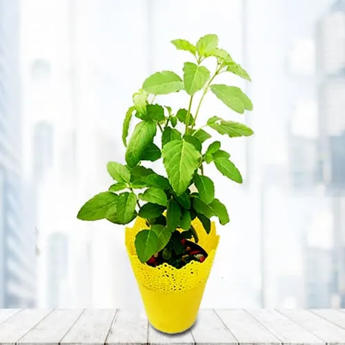 Remarkable Tulsi Plant in Plastic Pot