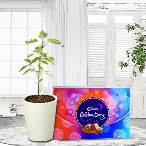 Divine Tulsi Plant in Glass Pot with Cadbury Celebrations Pack