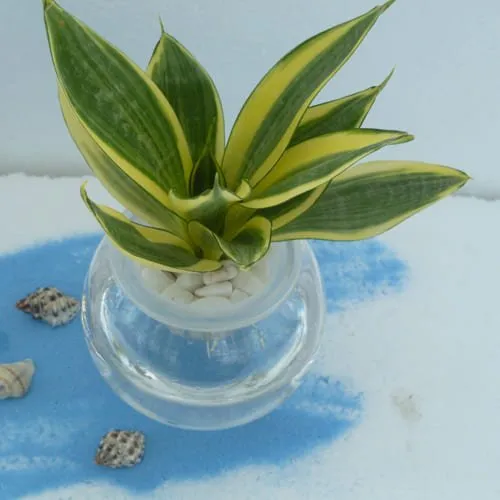 Captivating Present of Milt Sansevieria Plant in a Glass Pot