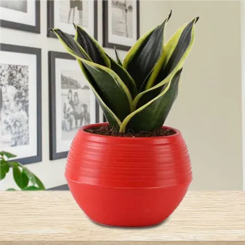 Decorative Milt Sansevieria Plant in a Plastic Pot