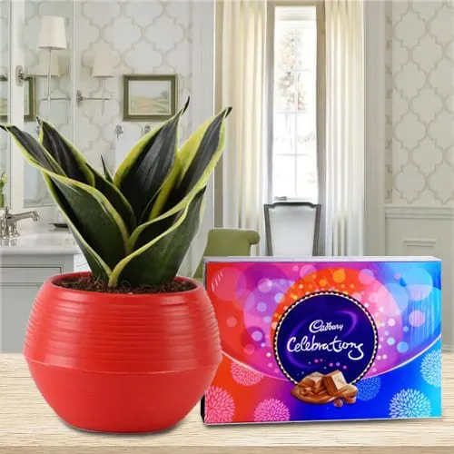 Impressive Gift of Milt Sansevieria Plant in Plastic Pot with Cadbury Celebration Pack