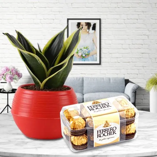 Blossom Filled Milt Sansevieria Plant in Plastic Pot with Ferrero Rocher Chocolates