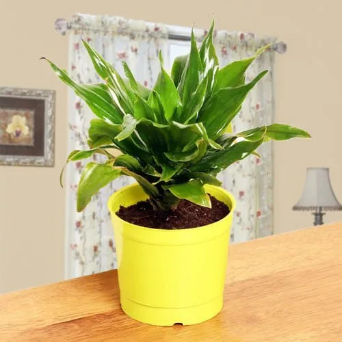 Remarkable Dracaena Air Purifying Plant in Plastic Pot