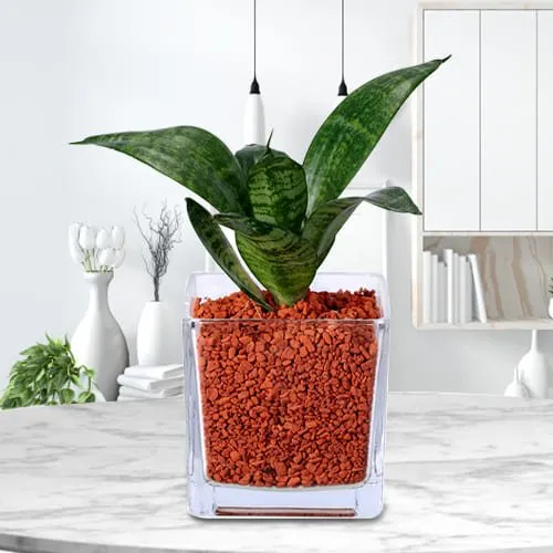 Captivating Dracaena Compacta Air Purifying Plant in Glass Pot