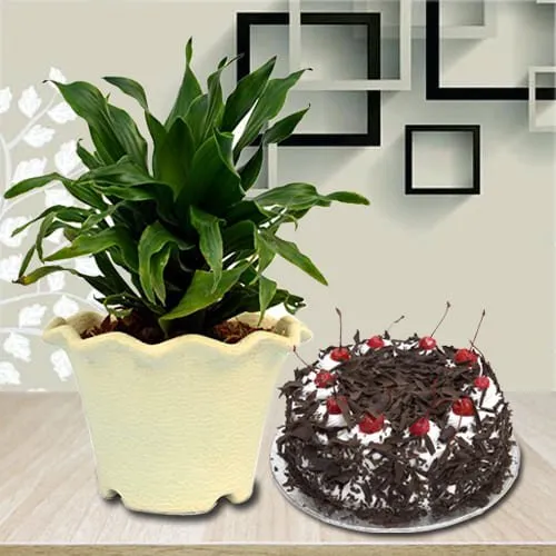 Breathtaking Dracaena Compacta Plant in Plastic Pot with Black Forest Cake
