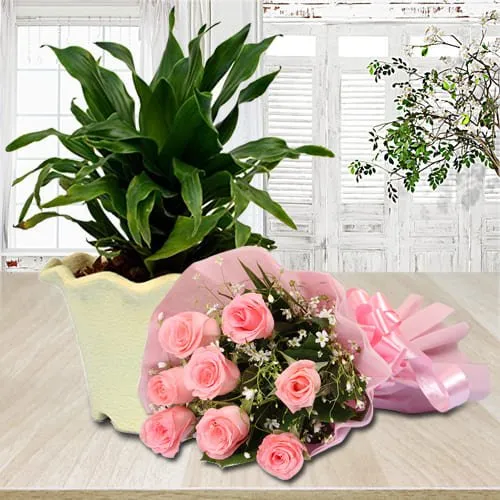 Delicate Bouquet of Pink Roses with Dracaena Compacta Plant in Plastic Pot