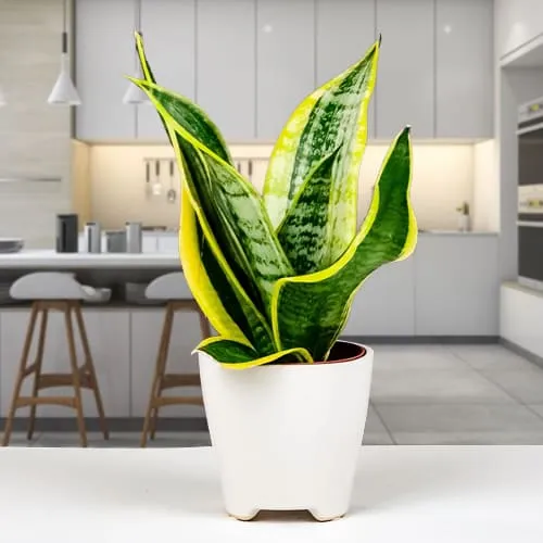 Alluring Snake Plant