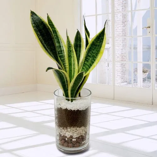 Marvelous Snake Plant in Glass Pot