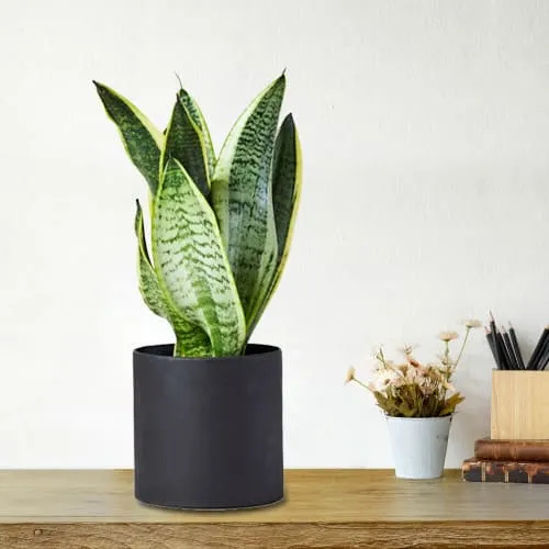 Marvelous Snake Plant in Plastic Pot