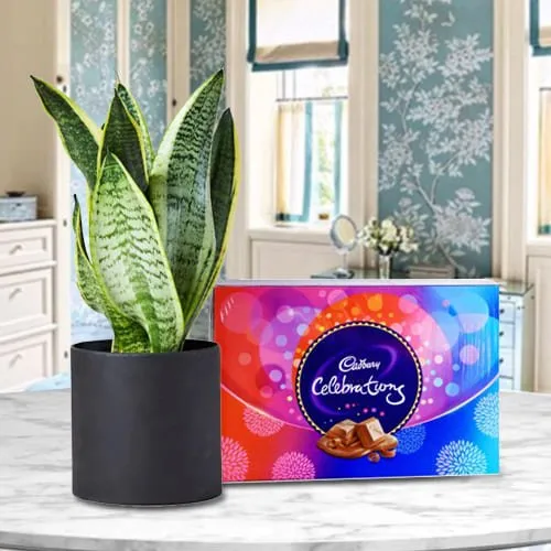 Ever Blooming Snake Plant in a Plastic Pot with Cadbury Celebration Pack