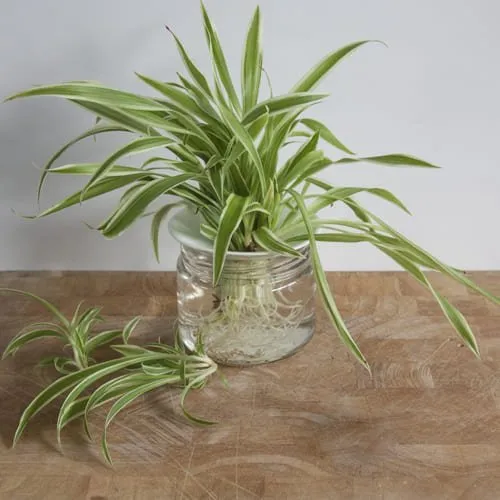 Fascinating Gift of Spider Plant in a Glass Container