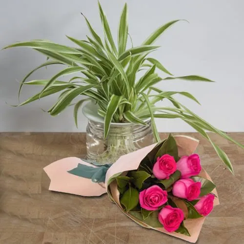 Brilliant Spider Plant in Glass Pot with Bunch of Pink Roses