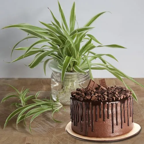 Delightful Spider Plant in Glass Pot with Chocolate Cake