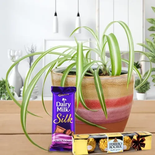 Exquisite Spider Plant in Plastic Pot with Cadbury Dairy Milk Silk and Ferrero Rocher