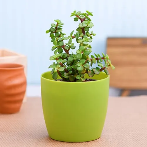 Wonderful Jade Plant in Plastic Pot