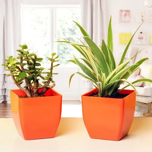 Combo Gift of Jade Plant with Spider Plant in Plastic Pots