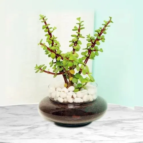 Exquisite Gift of Jade Plant in Glass Pot