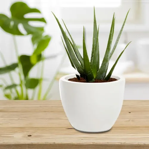 Evergreen Aloe Vera Plant in a Classy Ceramic Pot<br>