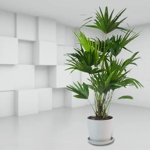 China Palm in Elegant Planter