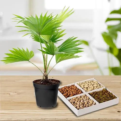 Wonderful China Palm in Plastic Pot with Assorted Dry Fruits Platter