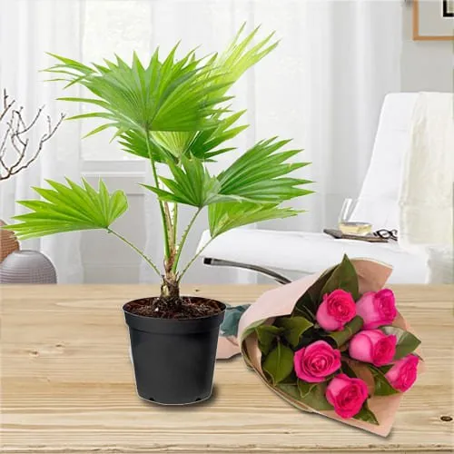 Gorgeous Pink Roses Bouquet with China Palm in Plastic Pot