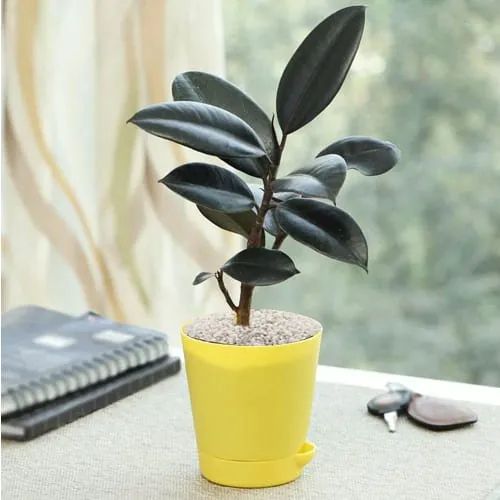 Marvelous Rubber Plant in Plastic Pot with White Chips