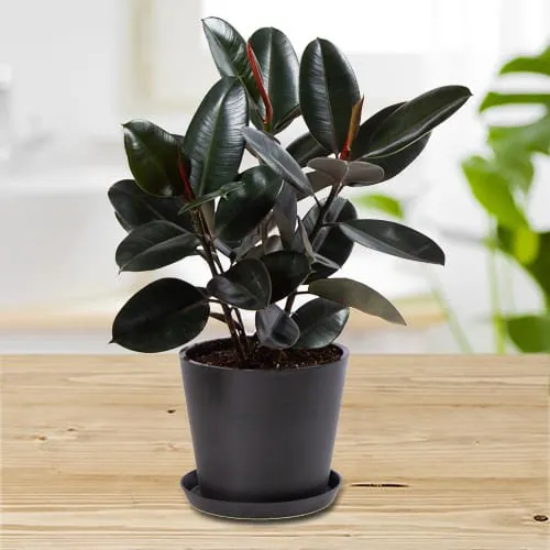 Remarkable Rubber Plant in Plastic Pot