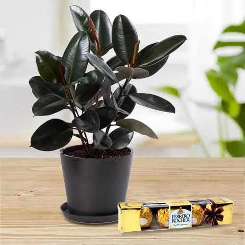 Gorgeous Combo of Rubber Plant in Plastic Pot with Ferrero Rocher