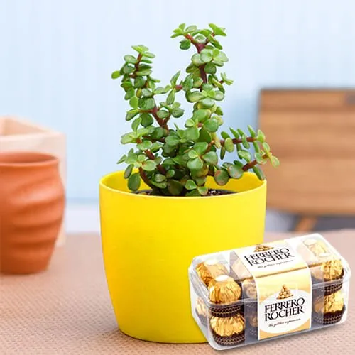 Impressive Ferrero Rocher with Jade Plant in Plastic Pot