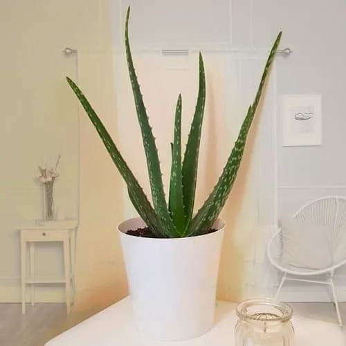 Aesthetic Aloe Vera Plant in a Classic Plastic Pot