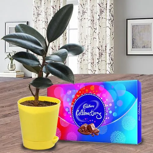 Eye Catching Gift of Rubber Plant with Chocolate