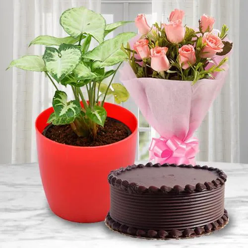 Ever Blooming Syngonium Plant with Cake N Rose Bouquet