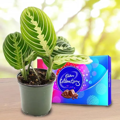 Eye Catching Gift of Maranta Prayer Plant with Chocolates