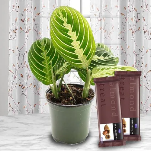 Attractive Gift of Indoor Maranta Prayer Plant with Chocolates