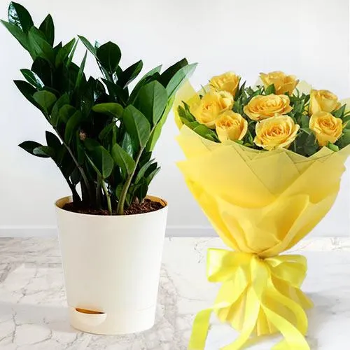 Sunny Roses N Zamia Plant