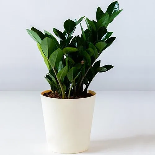 Nurturing Air Purifier Zamia Plant in a Plastic Pot