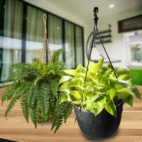 Hanging Plants Green Combo