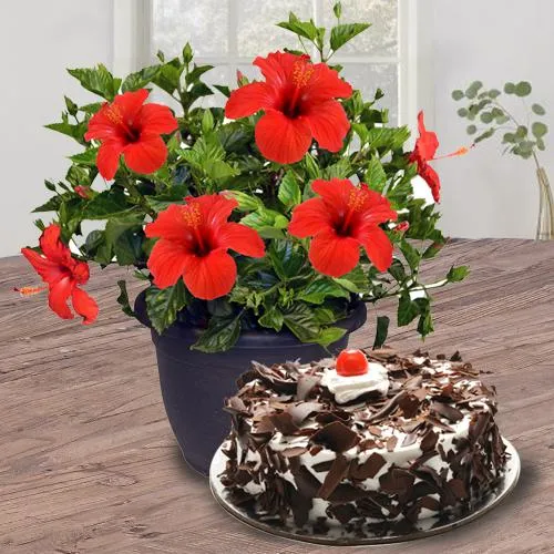 Exquisite Combo of Tropical Hibiscus Plant with Cake