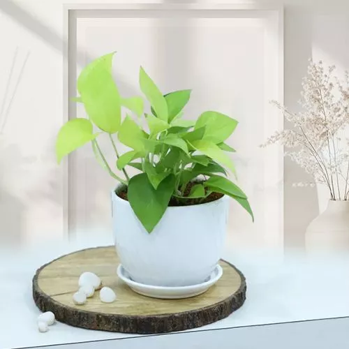 Fresh Money Plant Gift