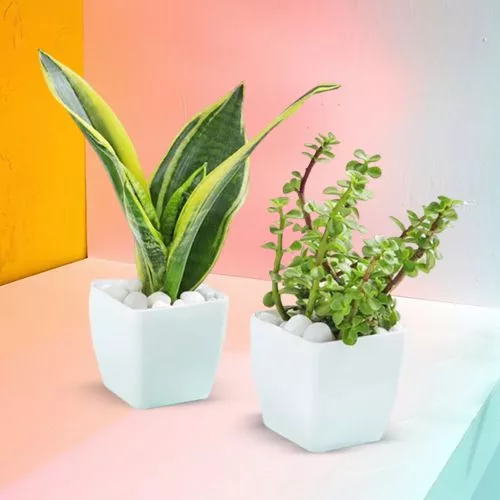 Attractive Jade  N  Snake Plant Pair