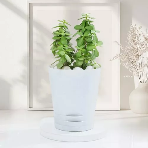 Fast Growing Jade Plant Gift