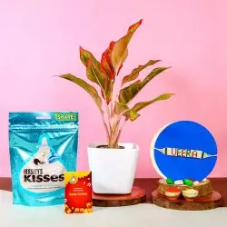 Attractive Aglaonema Hersheys Kisses N Veera Rakhi