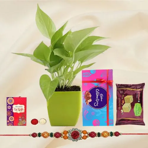 Send Rakshabandhan Gift of a Money Plant Cadbury Chocolates Haldiram Soan Papdi & a Rakhi